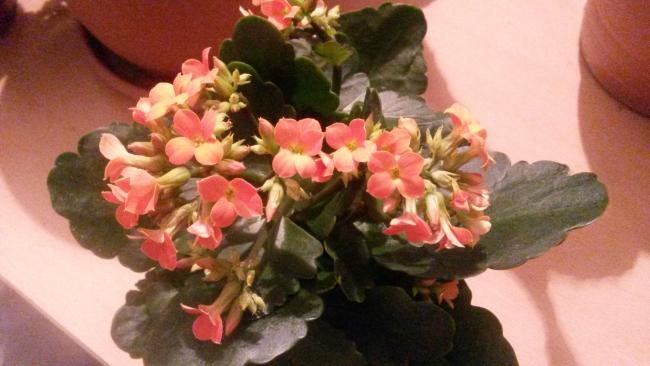 Name:  20150223_203810.jpg
Views: 603
Size:  36.4 KB