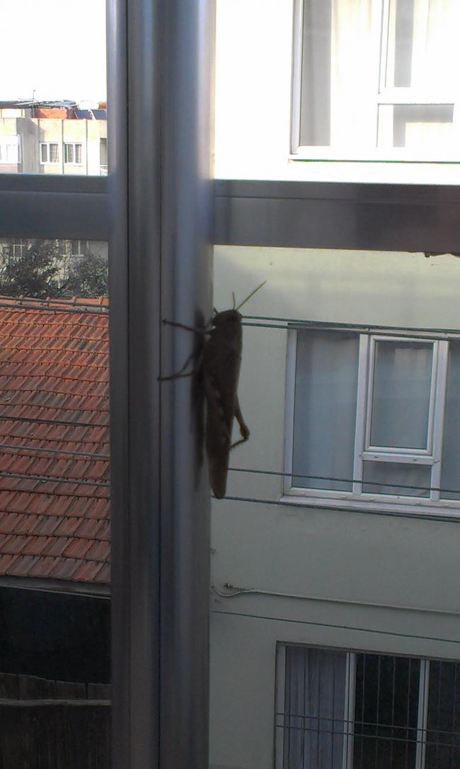 Name:  2015-03-09 16.15.04.jpg
Views: 559
Size:  61.4 KB