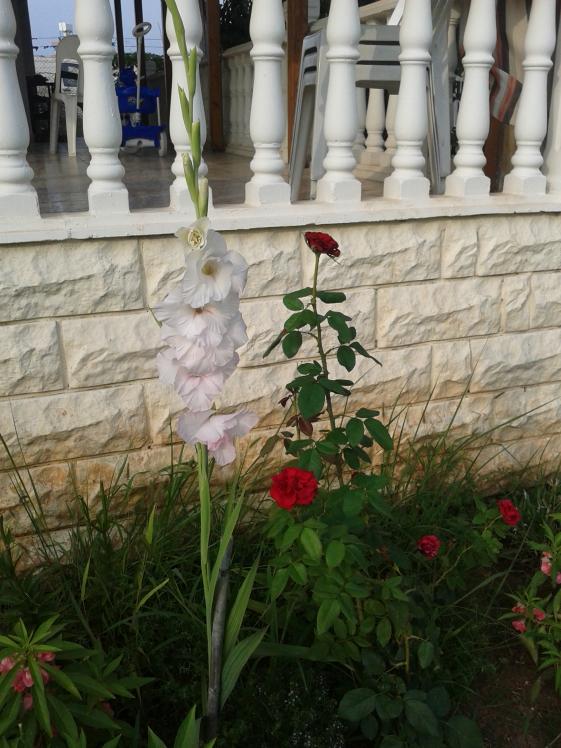 Name:  Fotoraf-0151.jpg
Views: 894
Size:  73.6 KB