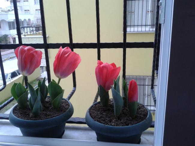 Name:  Fotoraf-0011.jpg
Views: 920
Size:  42.8 KB