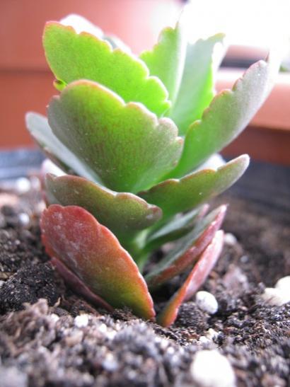 Name:  kalanchoe.jpg
Views: 971
Size:  32.9 KB