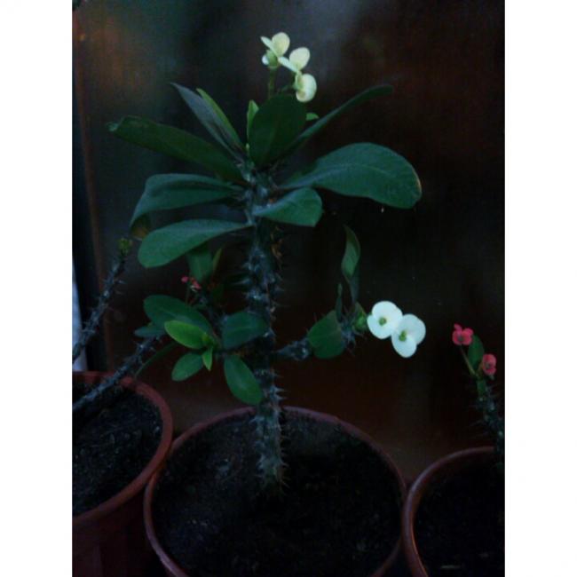Name:  PhotoGrid_1427114568742[1].jpg
Views: 695
Size:  29.1 KB