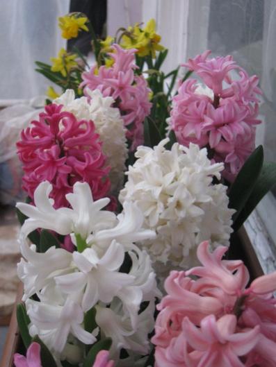 Name:  IMG_4199.jpg
Views: 925
Size:  31.9 KB