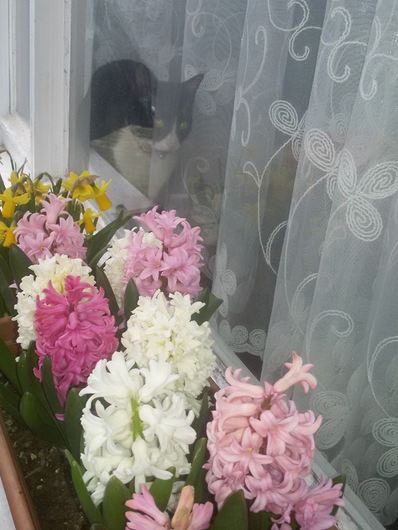 Name:  10922700_10152914566728143_6006854220801525157_n.jpg
Views: 902
Size:  38.8 KB