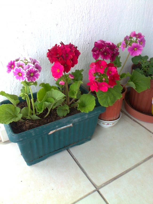 Name:  Fotoraf2053.jpg
Views: 554
Size:  67.6 KB