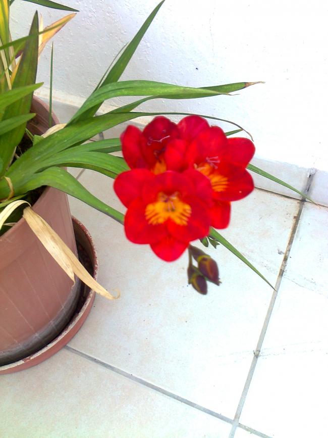 Name:  Fotoraf2072.jpg
Views: 622
Size:  60.6 KB