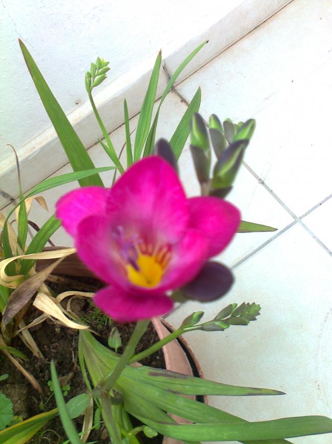 Name:  Fotoraf2076.jpg
Views: 627
Size:  68.0 KB