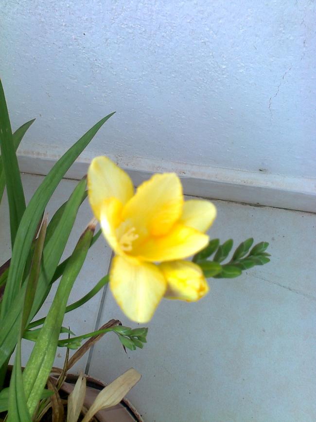 Name:  Fotoraf2078.jpg
Views: 625
Size:  60.7 KB