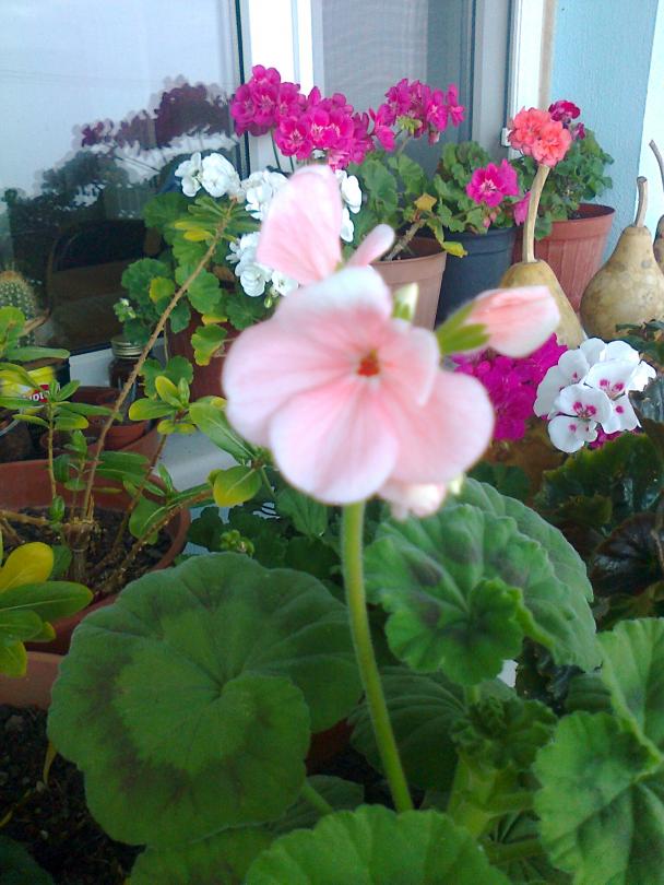 Name:  Fotoraf2064.jpg
Views: 611
Size:  71.0 KB