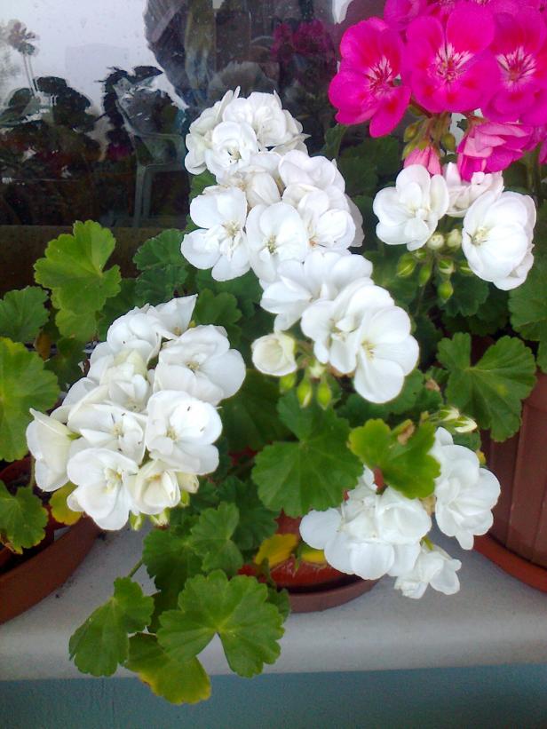Name:  Fotoraf2068.jpg
Views: 648
Size:  71.1 KB