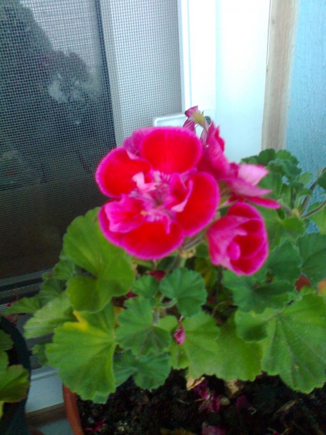 Name:  Fotoraf2071.jpg
Views: 616
Size:  70.3 KB