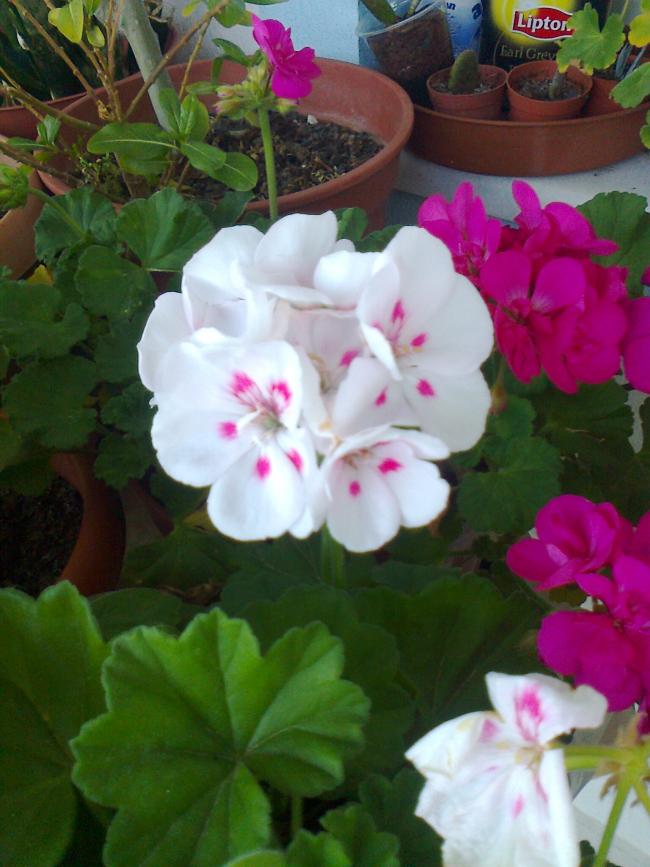 Name:  Fotoraf2066.jpg
Views: 622
Size:  66.9 KB