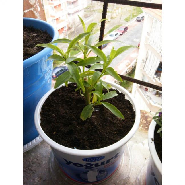 Name:  PhotoGrid_1427634219015.jpg
Views: 623
Size:  54.4 KB