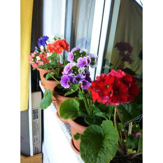 Name:  PhotoGrid_1427634264362.jpg
Views: 629
Size:  51.3 KB