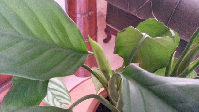 Name:  20150329_151957.jpg
Views: 983
Size:  36.0 KB