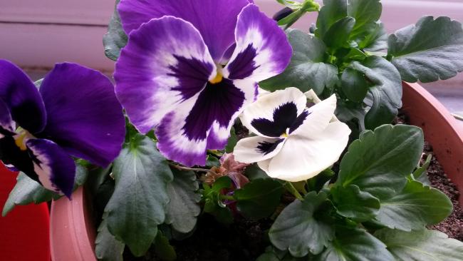 Name:  20150329_161945.jpg
Views: 786
Size:  39.8 KB