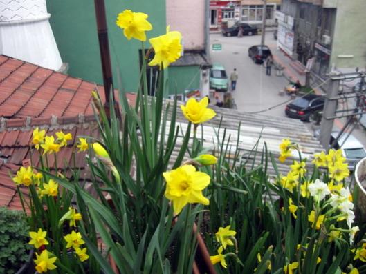 Name:  IMG_4302.jpg
Views: 529
Size:  44.0 KB