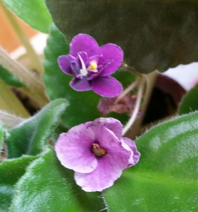 Name:  20150114_103503.jpg
Views: 192
Size:  47.6 KB