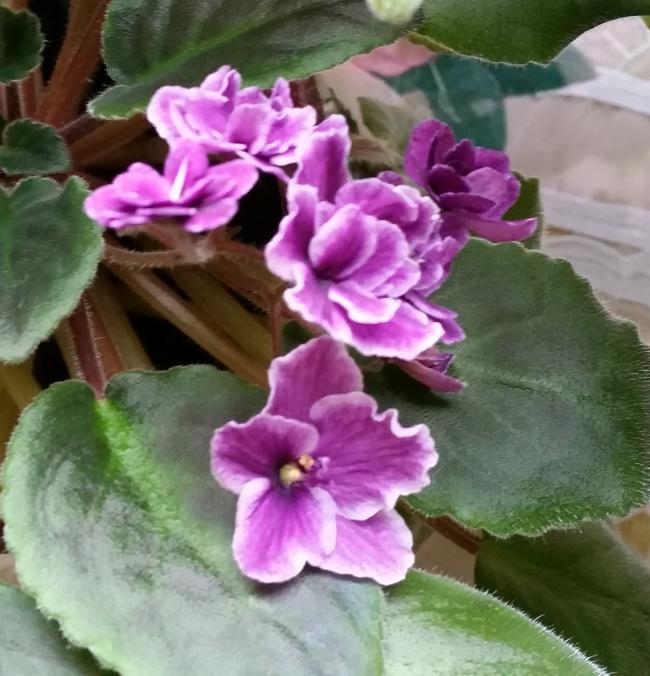 Name:  20150324_111201.jpg
Views: 224
Size:  60.2 KB