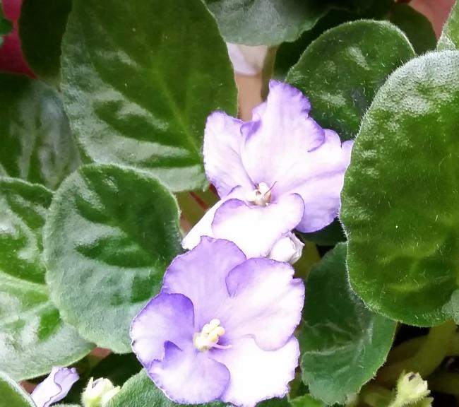 Name:  20150324_111150.jpg
Views: 323
Size:  53.6 KB