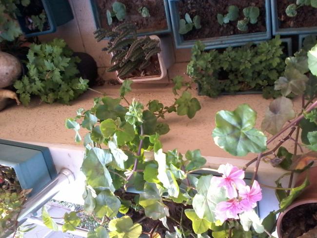 Name:  20150404_180419.jpg
Views: 338
Size:  58.5 KB