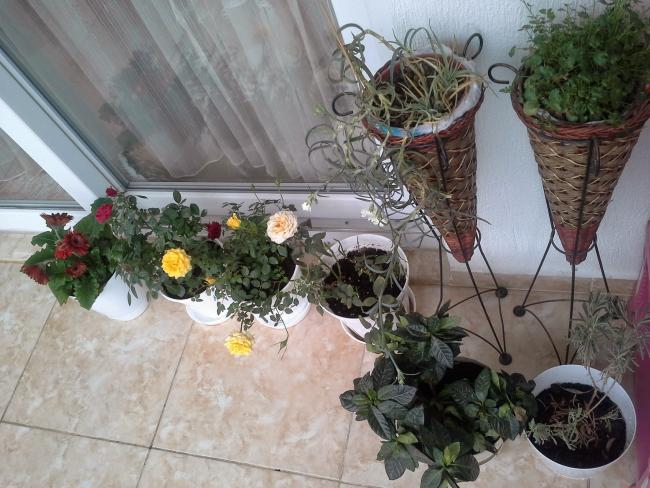 Name:  20150405_173858.jpg
Views: 386
Size:  59.9 KB