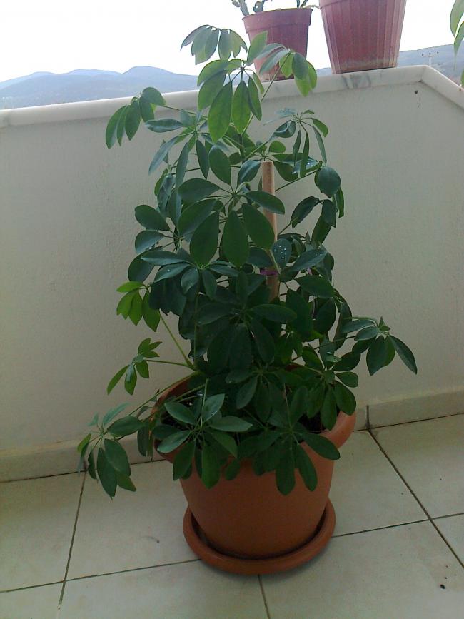 Name:  Fotoraf2106.jpg
Views: 554
Size:  59.1 KB