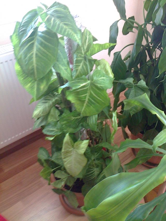 Name:  Fotoraf2128.jpg
Views: 525
Size:  70.1 KB