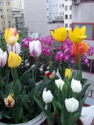 Name:  IMG_4635.jpg
Views: 736
Size:  37.1 KB