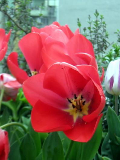 Name:  IMG_4544.jpg
Views: 909
Size:  26.2 KB