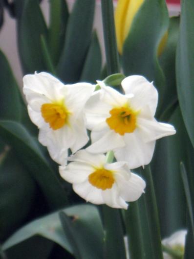 Name:  IMG_4557.jpg
Views: 992
Size:  20.5 KB