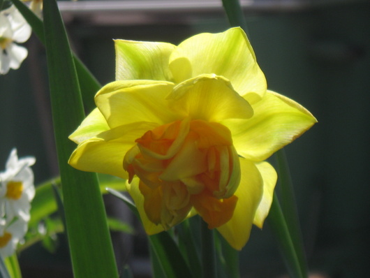 Name:  IMG_4609.JPG
Views: 993
Size:  65.5 KB