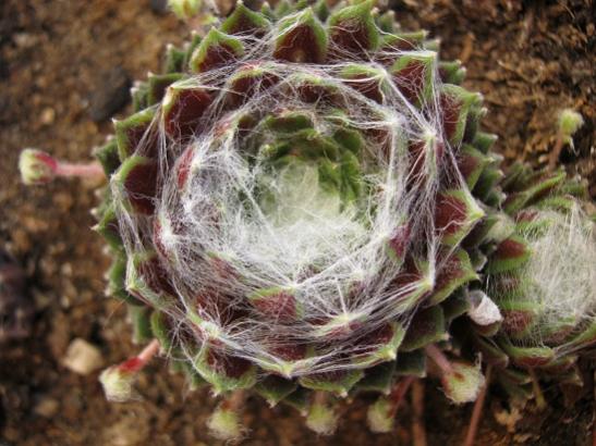 Name:  sempervivum1.jpg
Views: 1140
Size:  47.6 KB