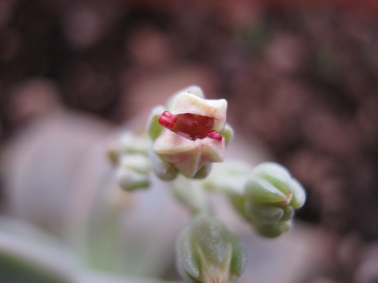 Name:  graptopetalum 1.jpg
Views: 854
Size:  44.6 KB