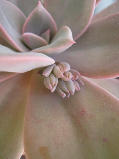 Name:  graptopetalum.jpg
Views: 839
Size:  20.3 KB