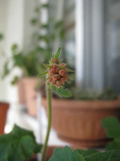 Name:  heuchera.jpg
Views: 875
Size:  64.8 KB