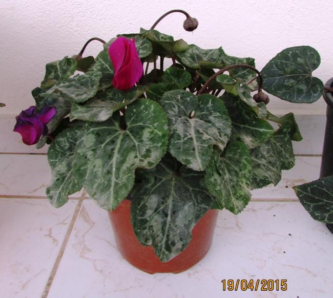 Name:  IMG_00641.jpg
Views: 4008
Size:  54.1 KB