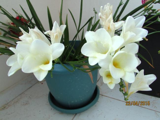 Name:  IMG_0345.jpg
Views: 1572
Size:  38.9 KB