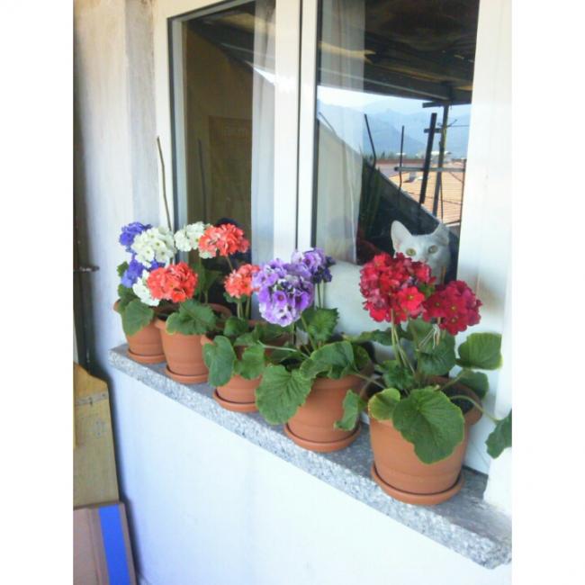 Name:  PhotoGrid_1430382786132[1].jpg
Views: 757
Size:  42.7 KB