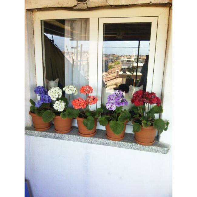 Name:  PhotoGrid_1430382890707[1].jpg
Views: 767
Size:  44.0 KB