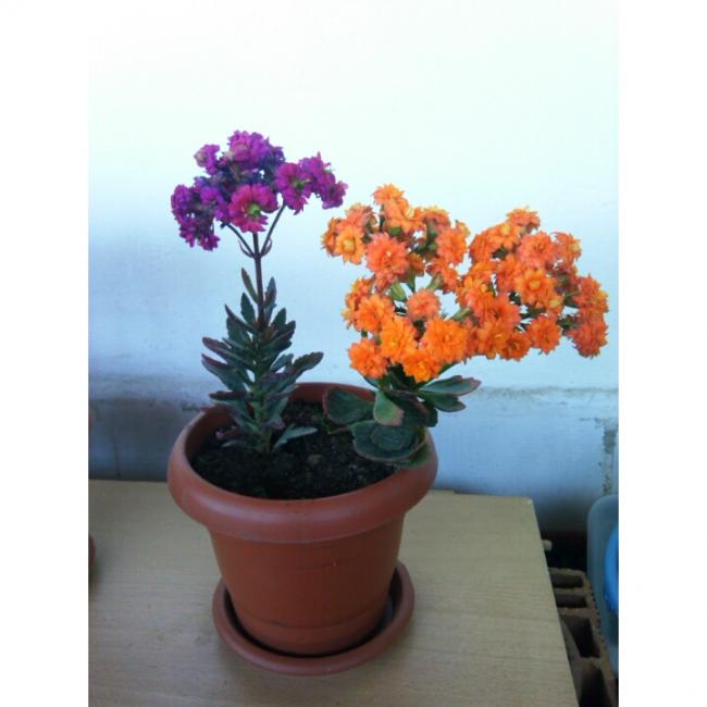 Name:  PhotoGrid_1430382948583[1].jpg
Views: 661
Size:  35.3 KB