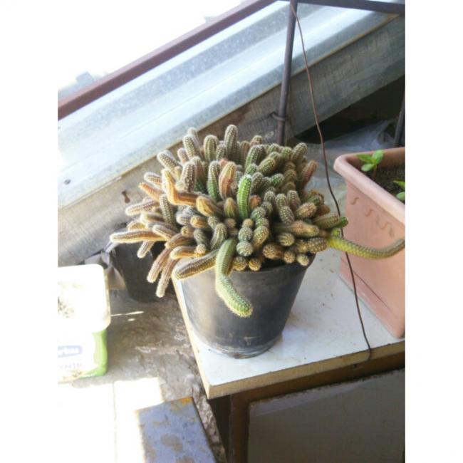 Name:  PhotoGrid_1430383013934[1].jpg
Views: 642
Size:  42.4 KB