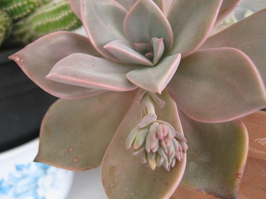 Name:  graptopetalum pembe.jpg
Views: 855
Size:  69.9 KB