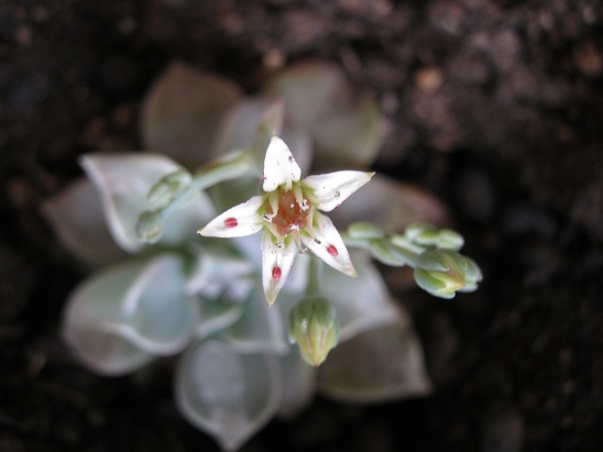 Name:  graptopetalum.jpg
Views: 838
Size:  51.8 KB