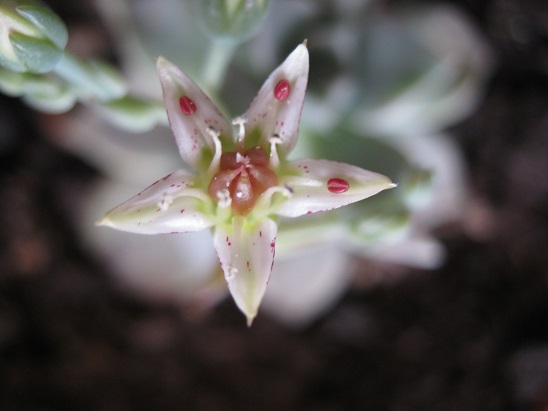 Name:  graptopetalum1.jpg
Views: 1049
Size:  49.9 KB