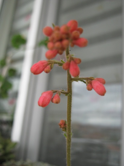Name:  heuchera.jpg
Views: 840
Size:  63.8 KB