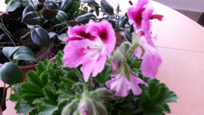 Name:  20150422_070408.jpg
Views: 408
Size:  36.6 KB