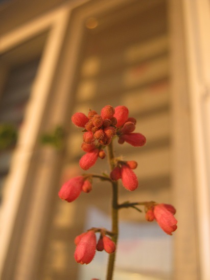 Name: heuchera.jpg
Views: 813
Size: 65.5 KB