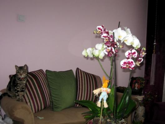 Name:  IMG_4742.jpg
Views: 714
Size:  23.5 KB