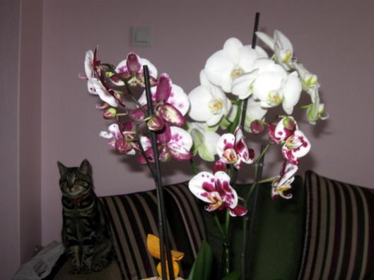 Name:  IMG_4741.jpg
Views: 736
Size:  25.4 KB